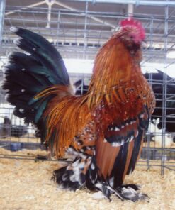 Mille Fleur d'Uccles Bantam