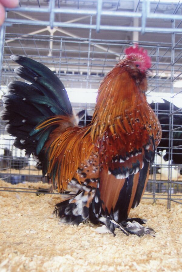 Mille Fleur d'Uccles Bantam