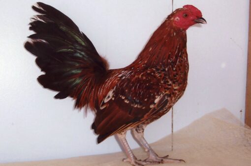 Mille Fleur Old English Game Bantam
