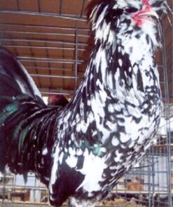 Mottled Houdan Chicken