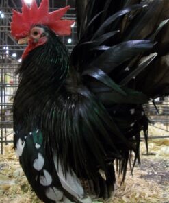 Mottled Japanese Bantam