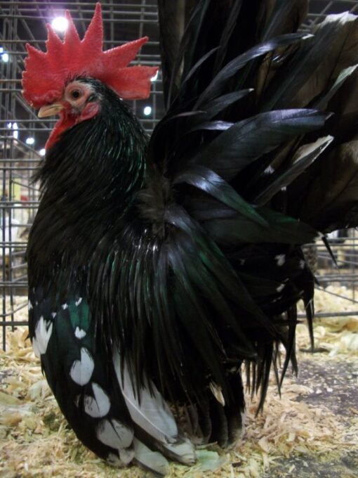 Mottled Japanese Bantam