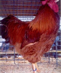 New Hampshire Chicken