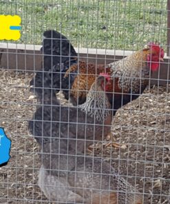 Olive Egger Chicken