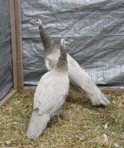 Opal Peafowl Pair