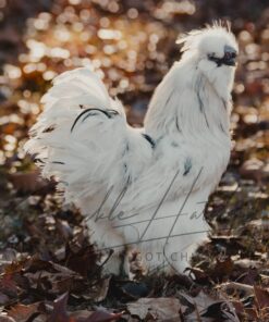 Paint Silkie