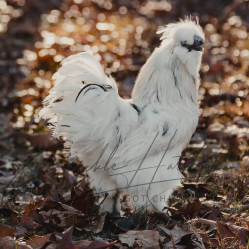 Paint Silkie