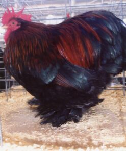 Partridge Cochin Bantam
