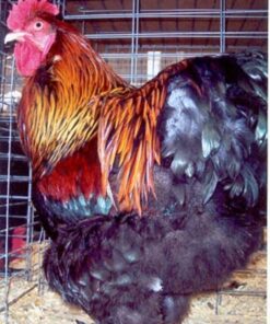 Partridge Cochin Standard Chicken