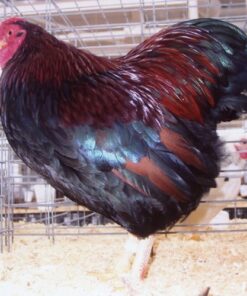 Partridge Wyandotte Bantam