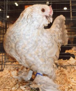Porcelain d'Uccles Bantam