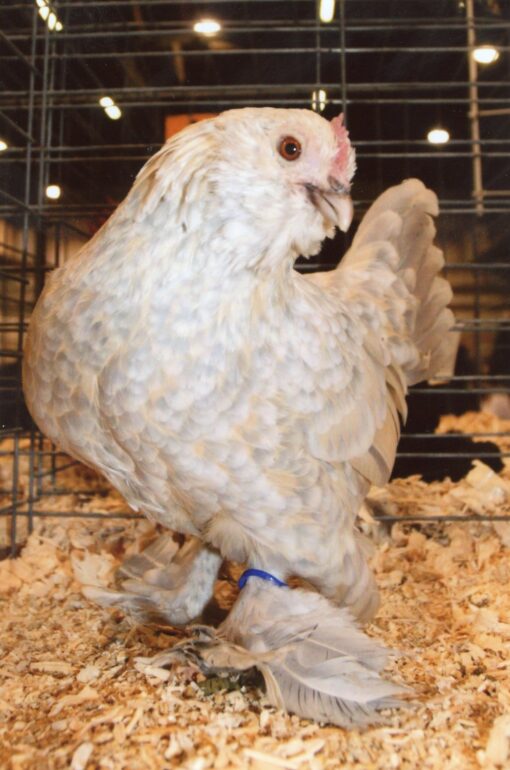 Porcelain d'Uccles Bantam