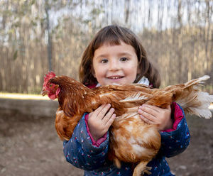Baby Chicks For Sale