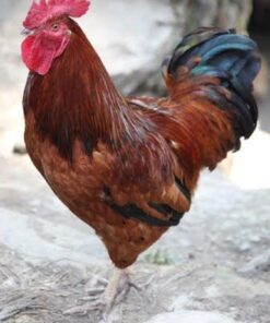 Production Red Chicken