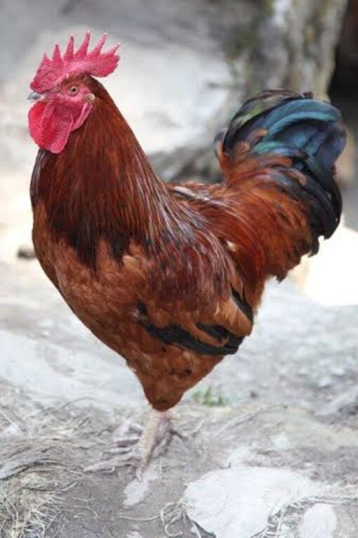 Production Red Chicken