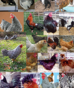 Purebred Bantam Assortment Special