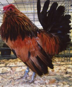 Quail Belgian Bearded d'Anver Bantam