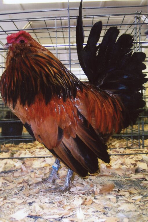 Quail Belgian Bearded d'Anver Bantam