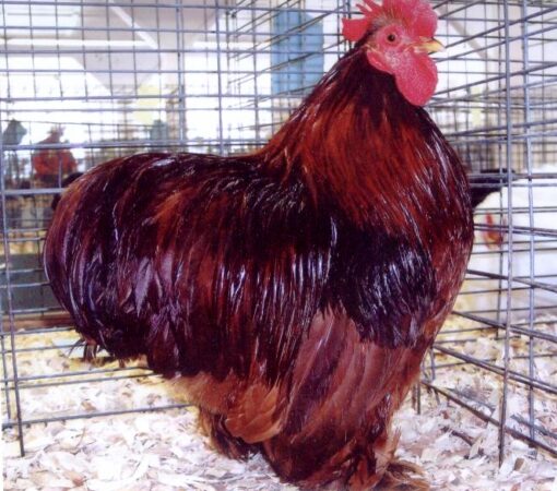 Red Cochin Bantam