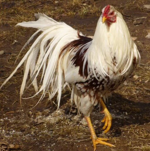 Red Dorking Chicken