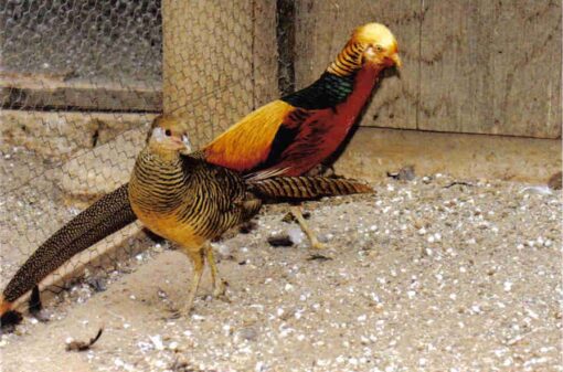 Red Golden Pheasants Pair