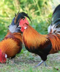 Red Jungle Fowl for Sale