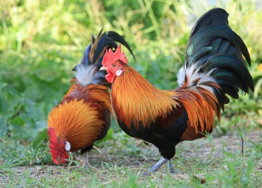 Red Jungle Fowl for Sale