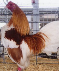 Red Pyle Old English Game Bantam