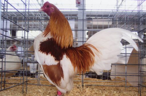 Red Pyle Old English Game Bantam