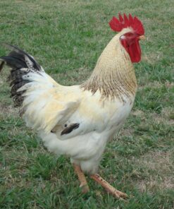 Red Sex Link Chicken