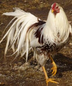 Rare Chicken Breeds for Sale