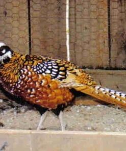 Reeves Pheasants Pair