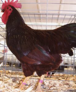 Rhode Island Red Bantam