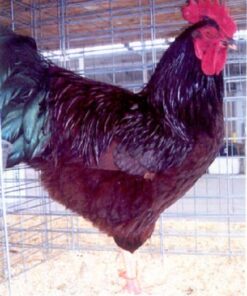 Rhode Island Red Chicken