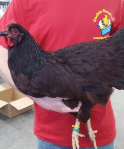 Rhode Island Red Chicken (Exhibition Type)