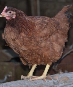 Rhode Island Red Started Pullet