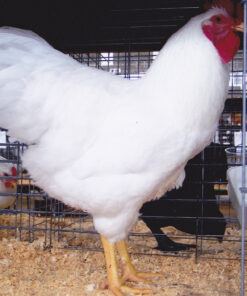 Rhode Island White Chicken