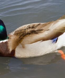 Rouen Ducks For Sale