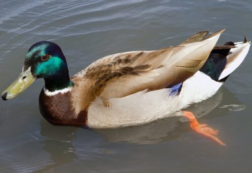 Rouen Ducks For Sale