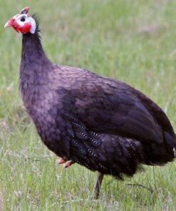 Royal Purple Guinea Fowl