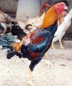 Saipan Jungle Fowl Chicken