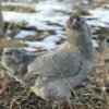 Lavender Ameraucana Chicken