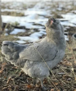 Lavender Ameraucana Chicken