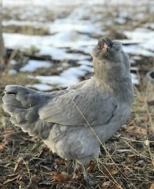 Lavender Ameraucana Chicken