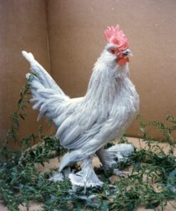 Self Blue d'Uccles Bantam
