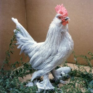 Self Blue d'Uccles Bantam