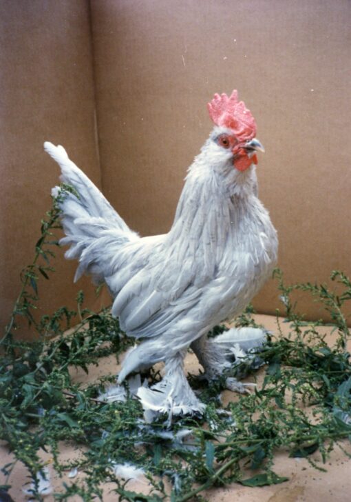 Self Blue d'Uccles Bantam