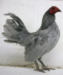 Self Blue Old English Game Bantam