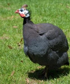 Guinea Fowl for Sale