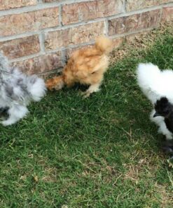 Silkie Bantam Special